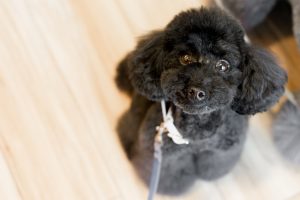 ブラックのトイプードル銀座リリーとドナ