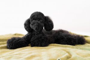 ブラックのトイプードル銀座リリーとドナ